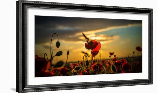 Red Poppies in Yellow Rape Seed Field-Justus Greyling-Framed Photographic Print