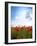 Red Poppies on Green Field, Sky and  Clouds-Volokhatiuk-Framed Photographic Print