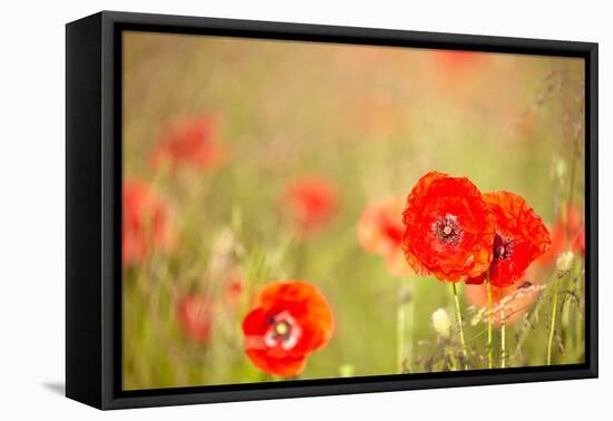 Red Poppies with Out of Focus Poppy Field-ZoomTeam-Framed Premier Image Canvas