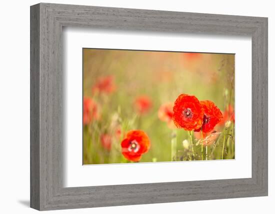 Red Poppies with Out of Focus Poppy Field-ZoomTeam-Framed Photographic Print