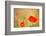 Red Poppies with Out of Focus Poppy Field-ZoomTeam-Framed Photographic Print