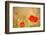 Red Poppies with Out of Focus Poppy Field-ZoomTeam-Framed Photographic Print