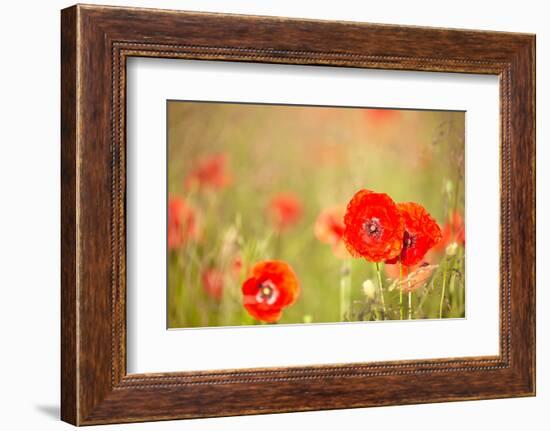 Red Poppies with Out of Focus Poppy Field-ZoomTeam-Framed Photographic Print