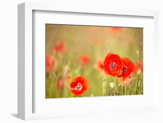 Red Poppies with Out of Focus Poppy Field-ZoomTeam-Framed Photographic Print