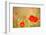 Red Poppies with Out of Focus Poppy Field-ZoomTeam-Framed Photographic Print