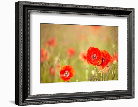 Red Poppies with Out of Focus Poppy Field-ZoomTeam-Framed Photographic Print