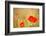 Red Poppies with Out of Focus Poppy Field-ZoomTeam-Framed Photographic Print