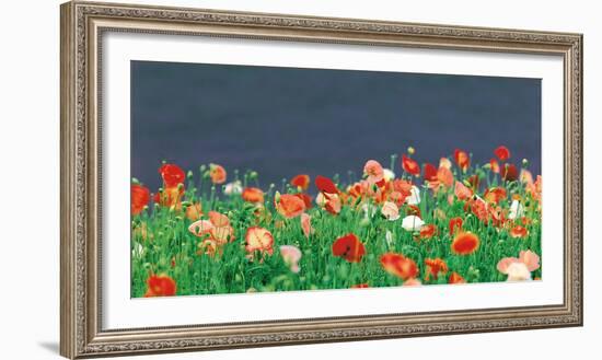 Red Poppies-null-Framed Photographic Print