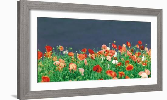 Red Poppies-null-Framed Photographic Print
