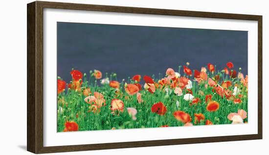 Red Poppies-null-Framed Photographic Print