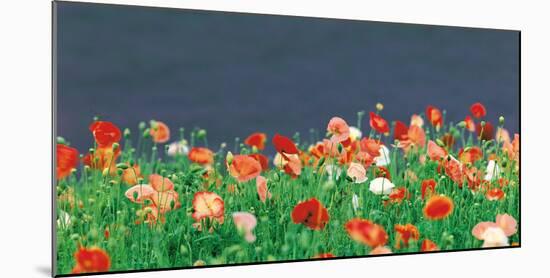 Red Poppies-null-Mounted Photographic Print
