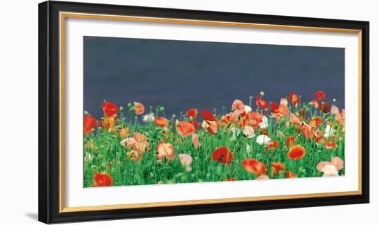 Red Poppies-null-Framed Photographic Print