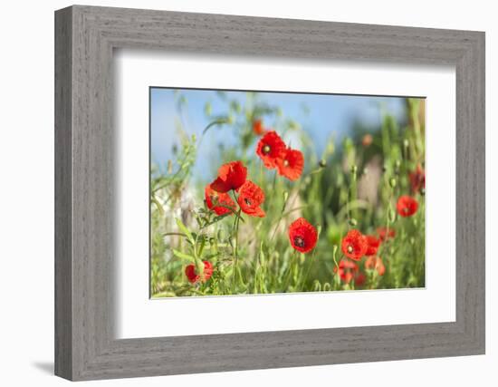 Red poppies-Jim Engelbrecht-Framed Photographic Print