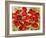 Red Poppies-Marietta Cohen Art and Design-Framed Giclee Print