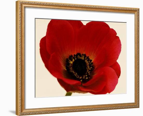 Red Poppy 01-Tom Quartermaine-Framed Giclee Print