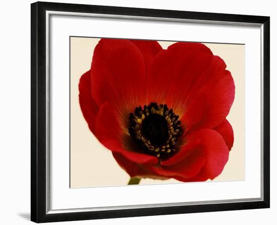 Red Poppy 01-Tom Quartermaine-Framed Giclee Print