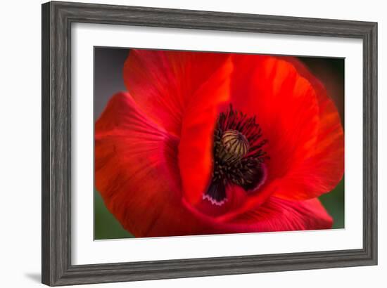 Red Poppy and Bud - Field Flower - Macro-Daniil Belyay-Framed Photographic Print