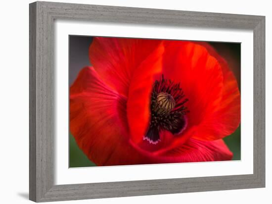 Red Poppy and Bud - Field Flower - Macro-Daniil Belyay-Framed Photographic Print