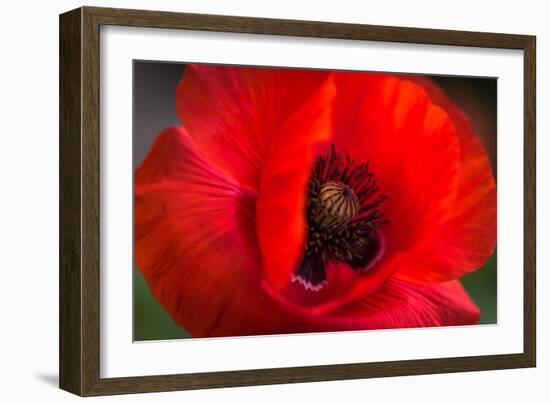 Red Poppy and Bud - Field Flower - Macro-Daniil Belyay-Framed Photographic Print