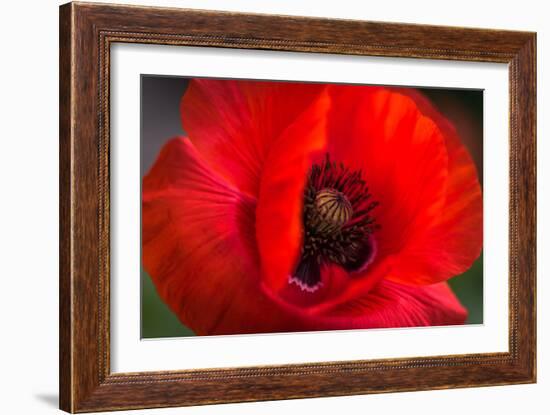 Red Poppy and Bud - Field Flower - Macro-Daniil Belyay-Framed Photographic Print