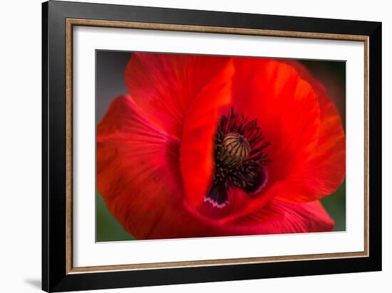 Red Poppy and Bud - Field Flower - Macro-Daniil Belyay-Framed Photographic Print