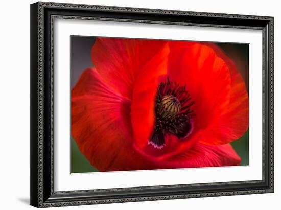 Red Poppy and Bud - Field Flower - Macro-Daniil Belyay-Framed Photographic Print