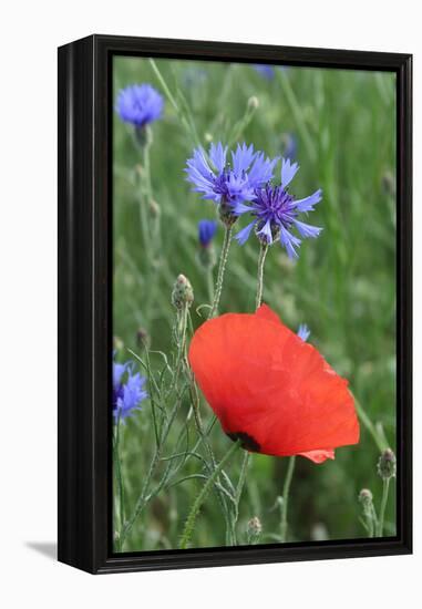 Red Poppy and Cornflowers-null-Framed Premier Image Canvas