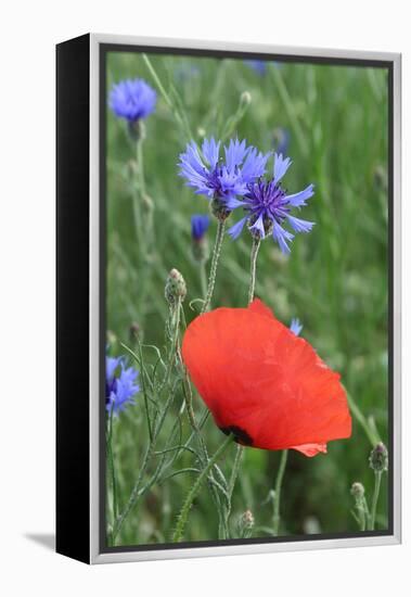 Red Poppy and Cornflowers-null-Framed Premier Image Canvas