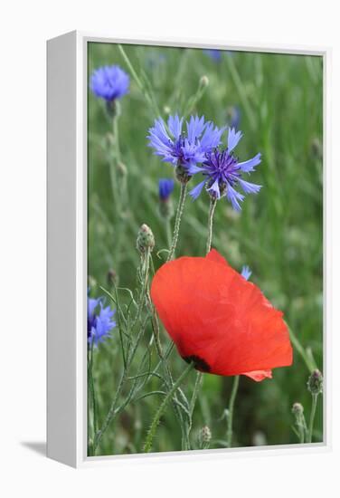 Red Poppy and Cornflowers-null-Framed Premier Image Canvas