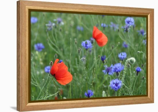 Red Poppy and Cornflowers-null-Framed Premier Image Canvas