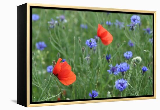 Red Poppy and Cornflowers-null-Framed Premier Image Canvas