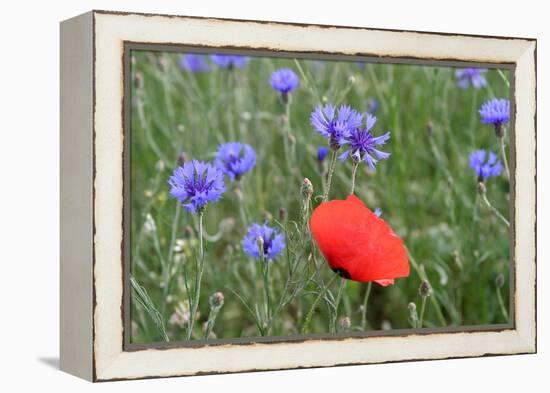 Red Poppy and Cornflowers-null-Framed Premier Image Canvas