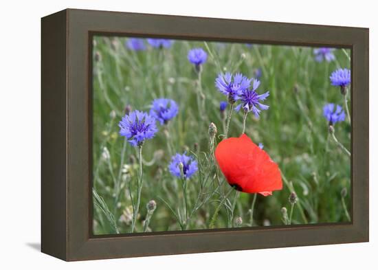 Red Poppy and Cornflowers-null-Framed Premier Image Canvas