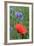 Red Poppy and Cornflowers-null-Framed Photographic Print