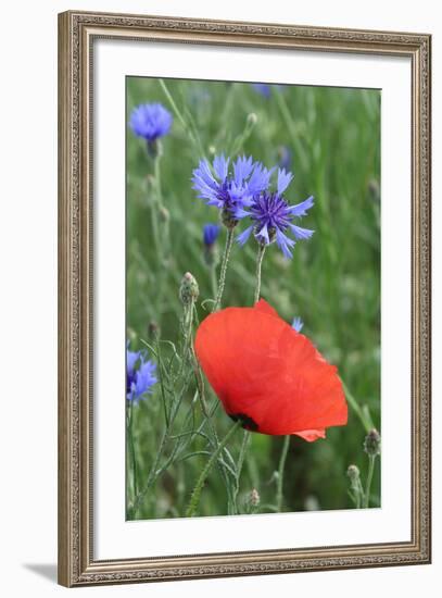 Red Poppy and Cornflowers-null-Framed Photographic Print