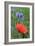 Red Poppy and Cornflowers-null-Framed Photographic Print