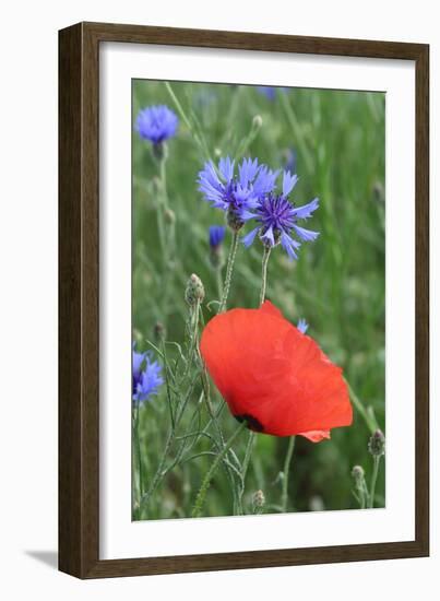 Red Poppy and Cornflowers-null-Framed Photographic Print