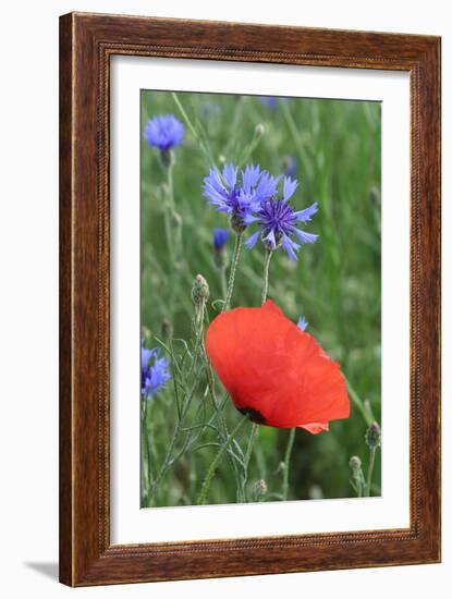 Red Poppy and Cornflowers-null-Framed Photographic Print