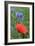 Red Poppy and Cornflowers-null-Framed Photographic Print