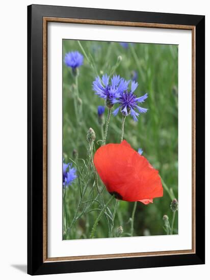 Red Poppy and Cornflowers-null-Framed Photographic Print