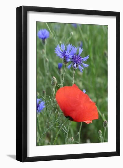 Red Poppy and Cornflowers-null-Framed Photographic Print