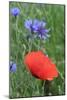 Red Poppy and Cornflowers-null-Mounted Photographic Print