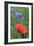 Red Poppy and Cornflowers-null-Framed Photographic Print