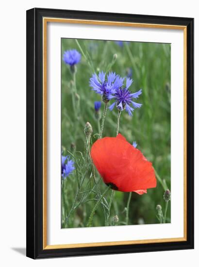 Red Poppy and Cornflowers-null-Framed Photographic Print