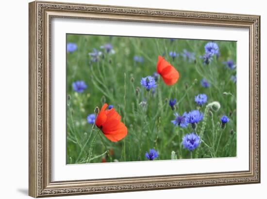 Red Poppy and Cornflowers-null-Framed Photographic Print