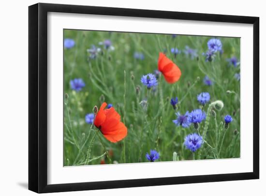 Red Poppy and Cornflowers-null-Framed Photographic Print