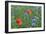 Red Poppy and Cornflowers-null-Framed Photographic Print