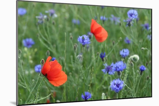 Red Poppy and Cornflowers-null-Mounted Photographic Print