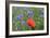 Red Poppy and Cornflowers-null-Framed Photographic Print