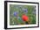 Red Poppy and Cornflowers-null-Framed Photographic Print